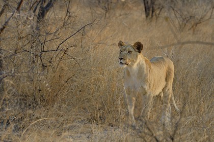 Zimbabwe, Midlands Province, Gweru, Antelope Park home to ALERT (African Lion and Environmental Research Trust), young lioness (panthera leo)