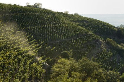France, Loire (42), Parc Naturel Régional du Pilat, Malleval, sulfatage des vignes sur échalas