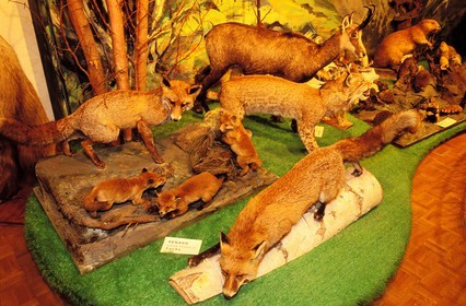 France, Haut Rhin, Colmar, natural history and ethnography museum