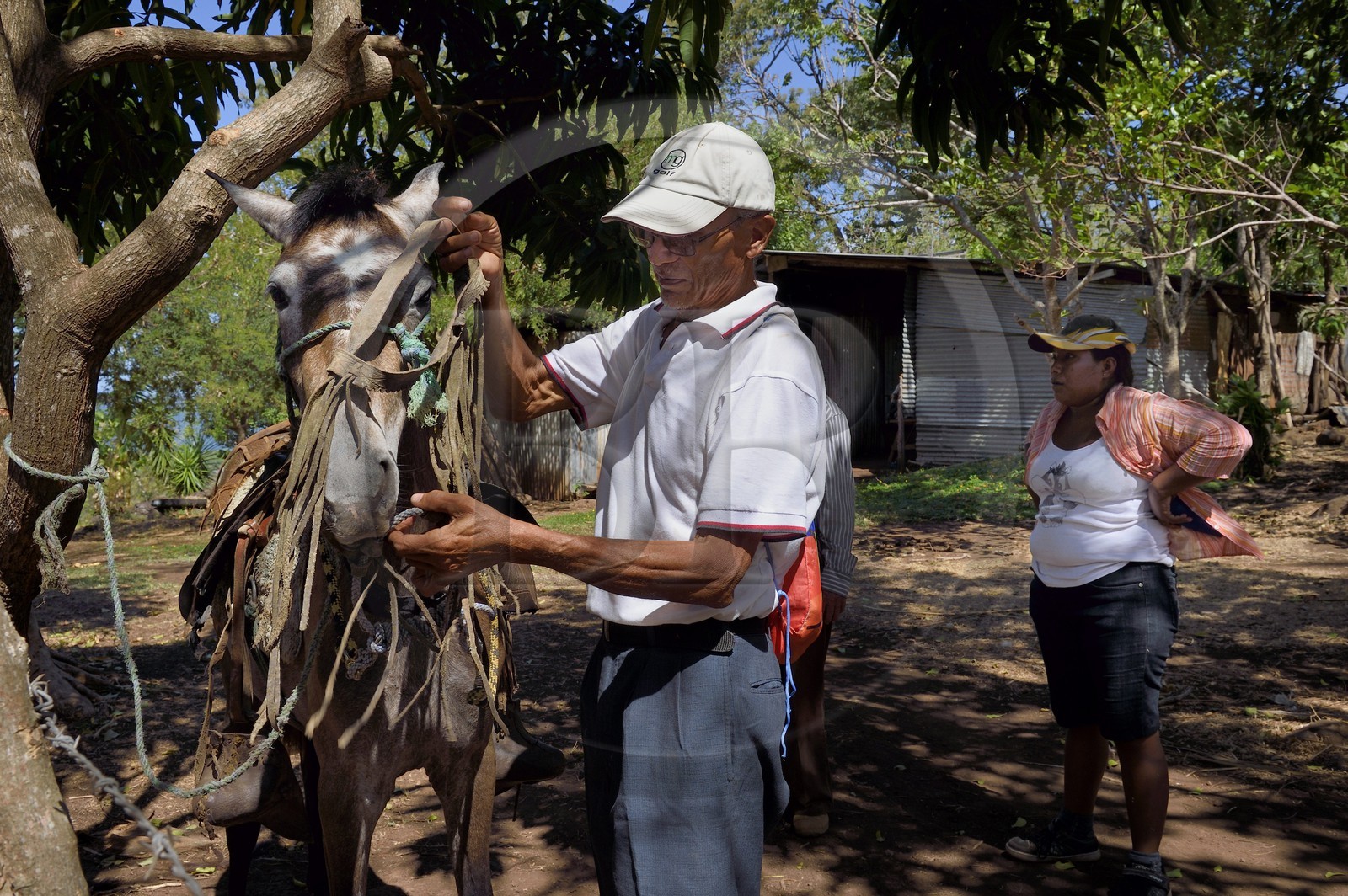 Nicaragua, Ile d'Ometepe sur le lac Nicaragua, le fermier Saoul Corea prépare son cheval