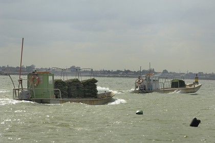 France, Charente-Maritime (17), le bassin Marrennes-Oléron au large de l'Ile d'Oléron, chaland à huîtres