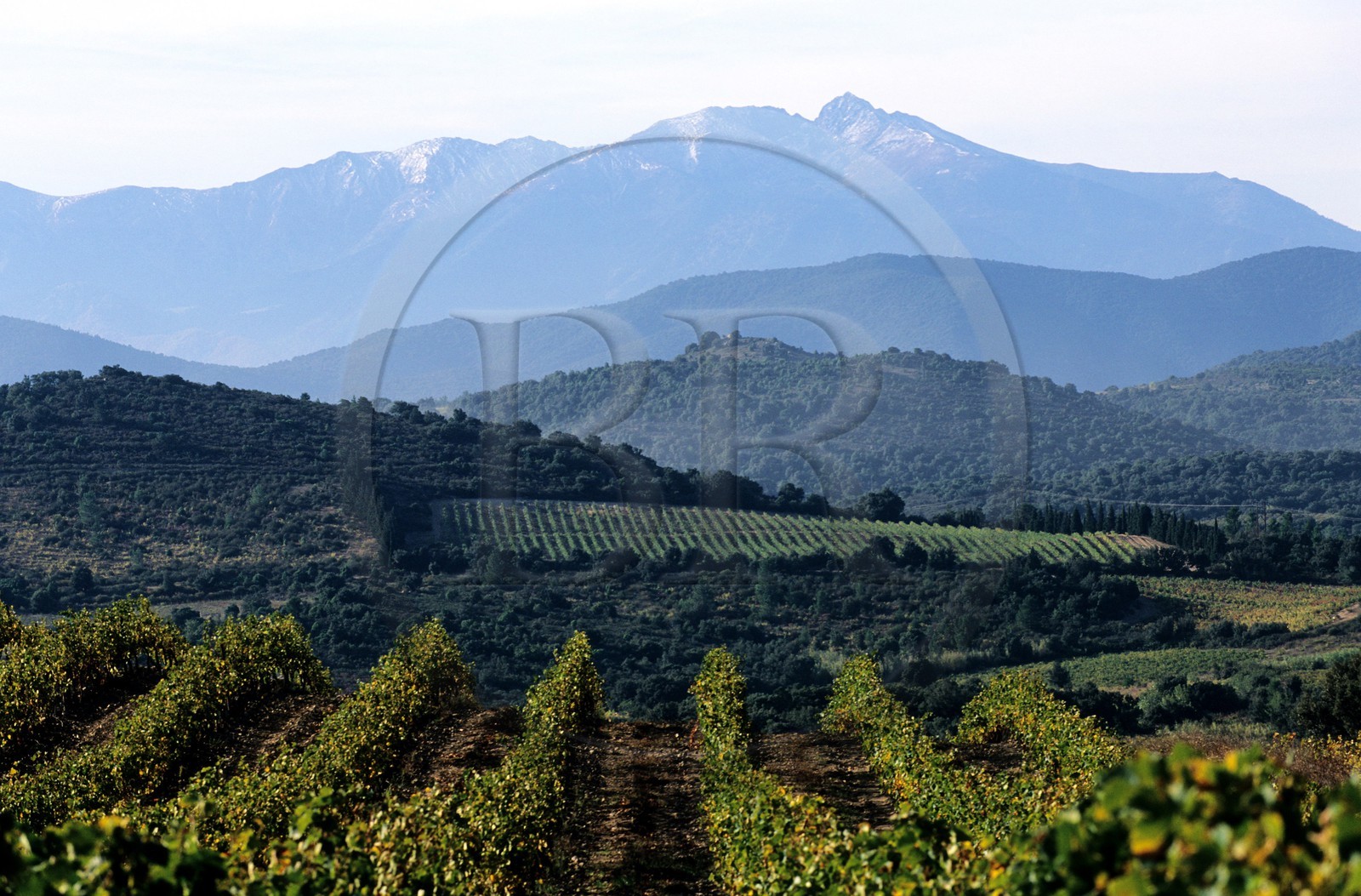 France, Pyrénées-Orientales (66), Vignoble dans la région du Riberal et le massif du Canigou