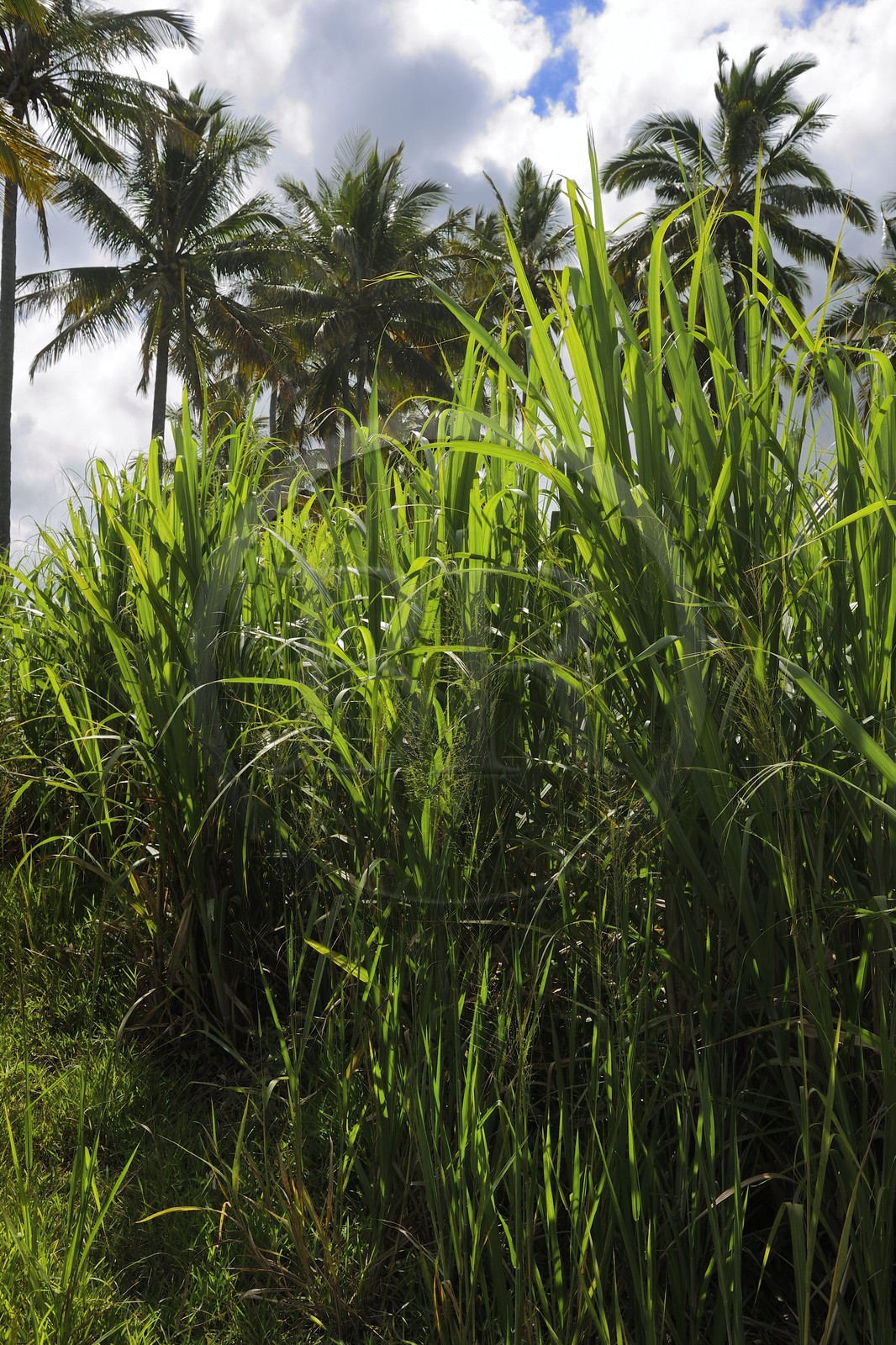 France, Ile de la Reunion, côte sud, Saint-Philippe, champ de canne a sucre