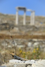 Grèce, île de Delos, classée Patrimoine Mondial de l'UNESCO, site archéologique de Délos, sanctuaire d'Apollon, la plus grande cité antique de la mer Egée, lézard