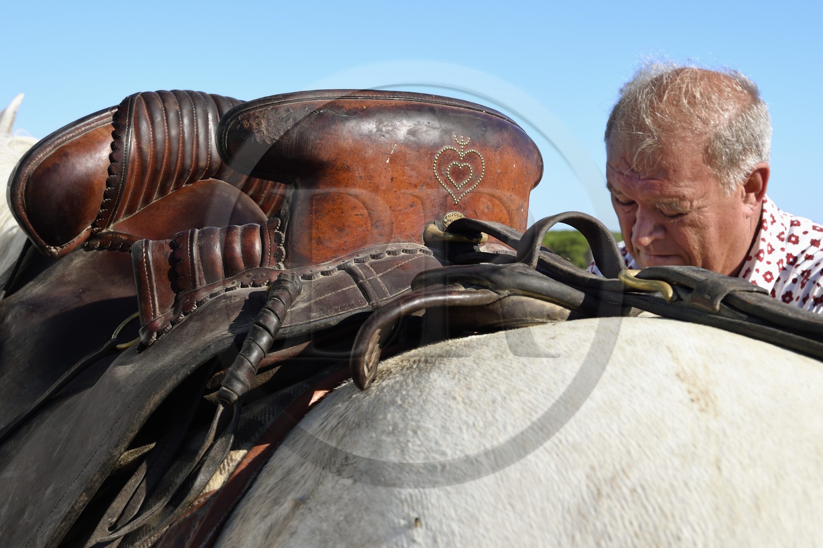 France, Bouches du Rhone, Parc naturel regional de Camargue (Regional Natural Park of Camargue), around Malagroy pond, manadier Jacques Mailhan, Jacques Mailhan, breeder of Camargue horses and bulls