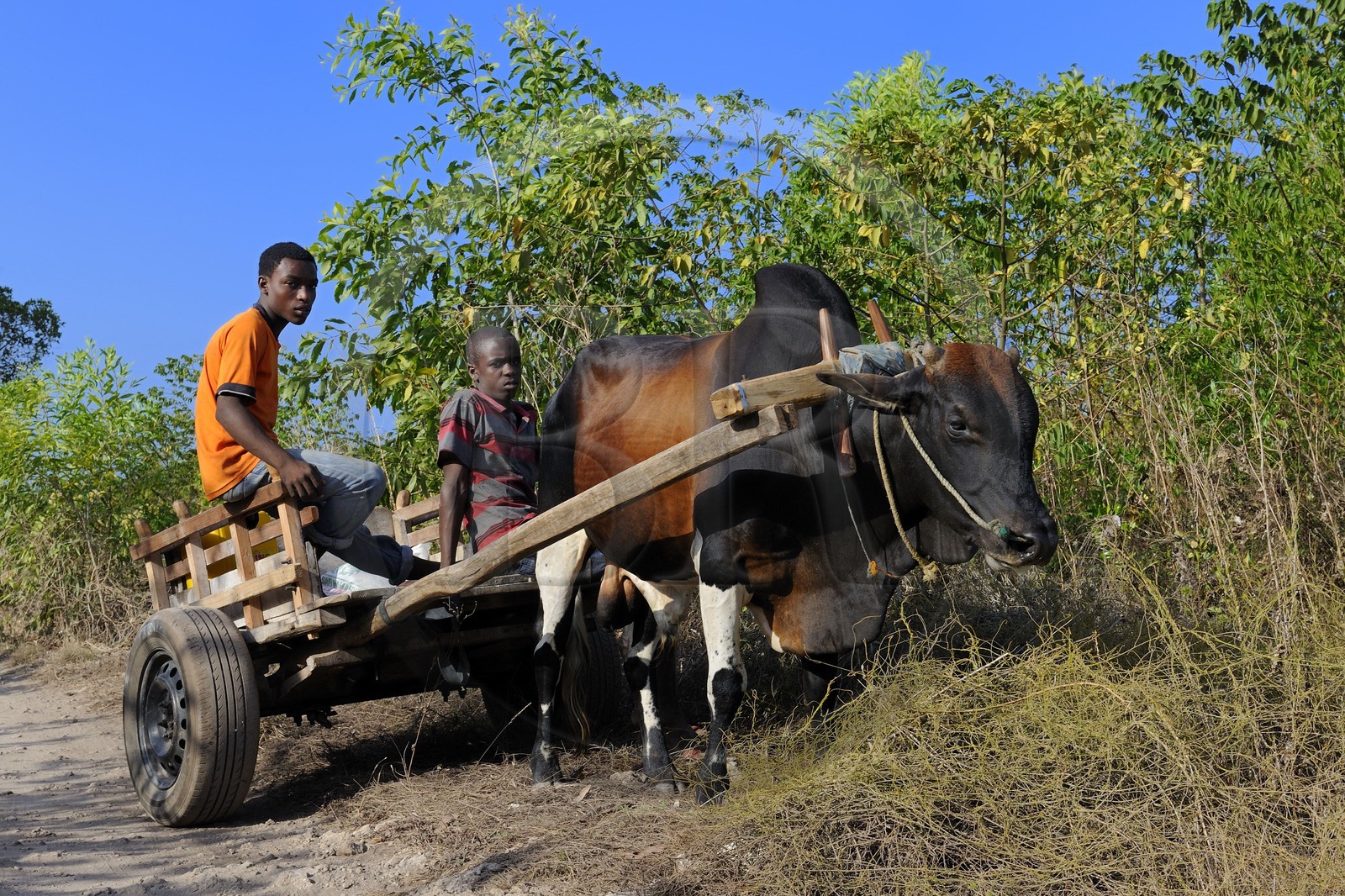 Tanzanie, Zanzibar, côte Sud-Est, char à boeuf sur une piste du village de Pingwe