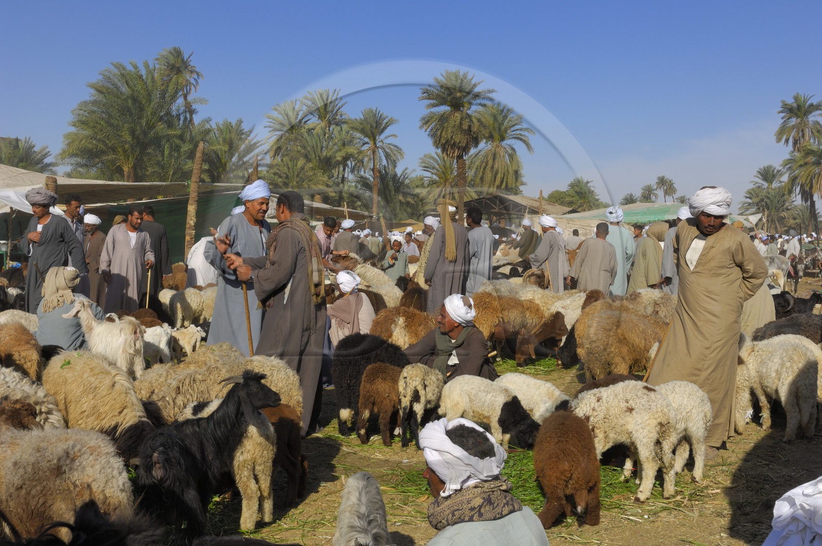 Egypt, Upper Egypt, Daraw in North Aswan, animal market, sellers of sheep and goats