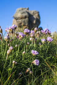 France, Côtes-d'Armor (22), Côte d'Ajoncs, Plougrescant, site du gouffre de Plougrescant, Armérie maritime (Armeria maritima)