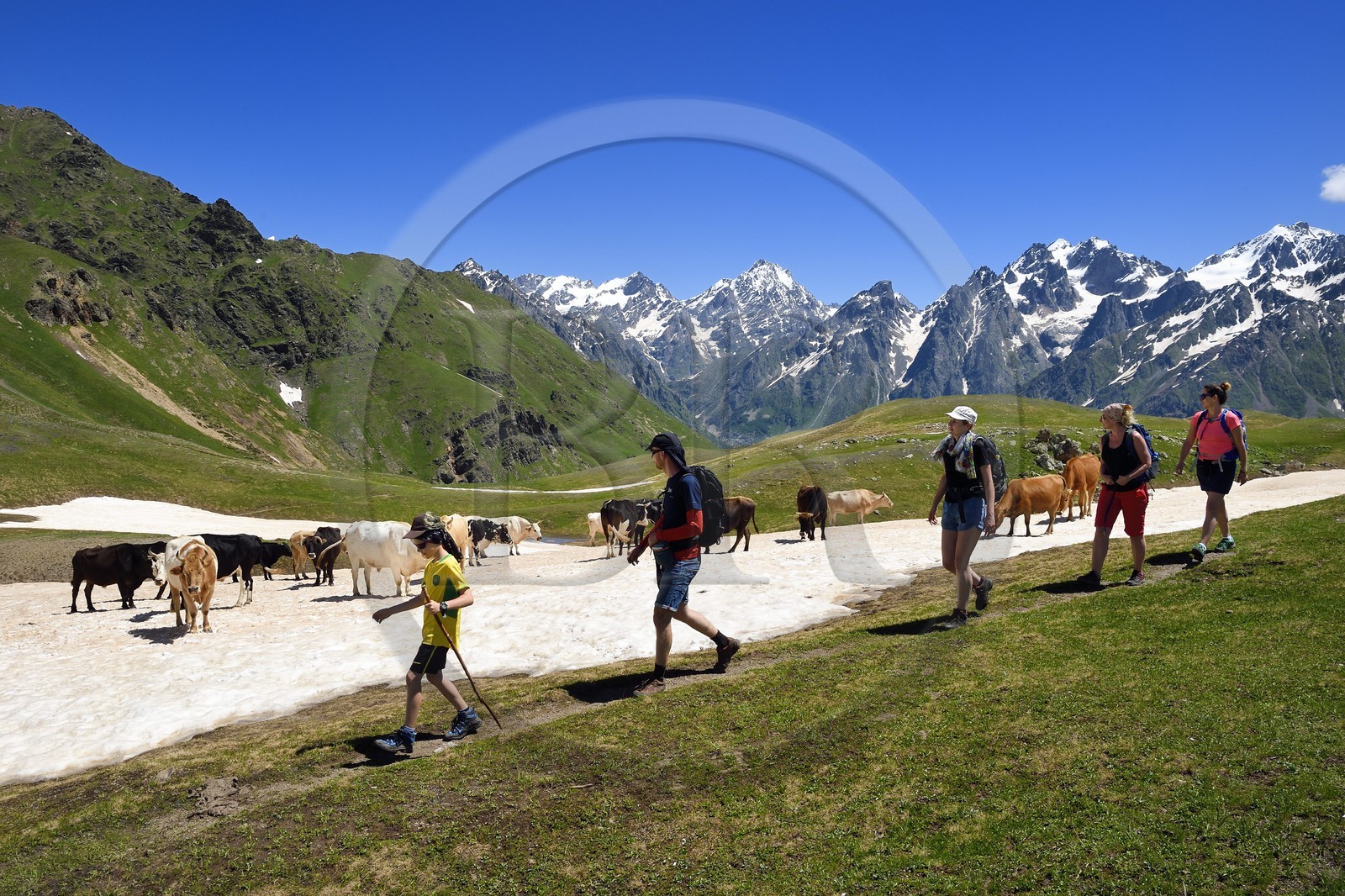 Georgia, Upper Svaneti (Zemo Svaneti), Mestia, hikers and herd of cow around the Koruldi Lake on the foothills of Mount Ushba