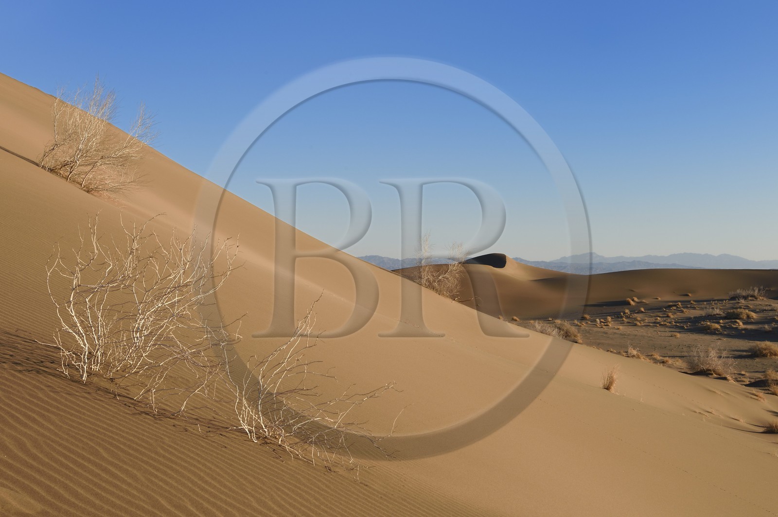 Iran, Province de Yazd, désert du Dasht-e Kavir, Moghestan, dunes de sable et Tamarix aphylla capteur de sel
