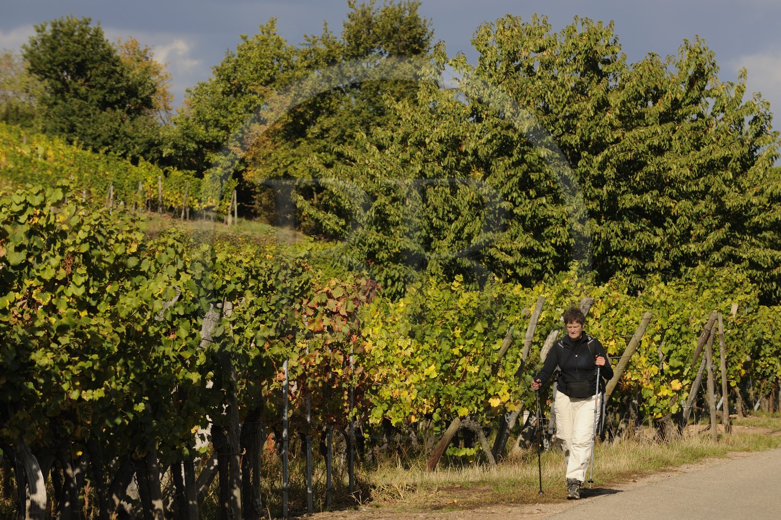 France, Bas-Rhin (67), randonneur dans les vignes vers Scherwiller