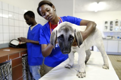 Namibie, Otjiwarongo, Cheetah Conservation Fund, centre de recherche et d'éducation, auscultation d'un jeune chien Berger d'Anatolie aussi connu sous le nom de Kangal dans la clinique vétérinaire par les volontaires Marnety et Sinvula