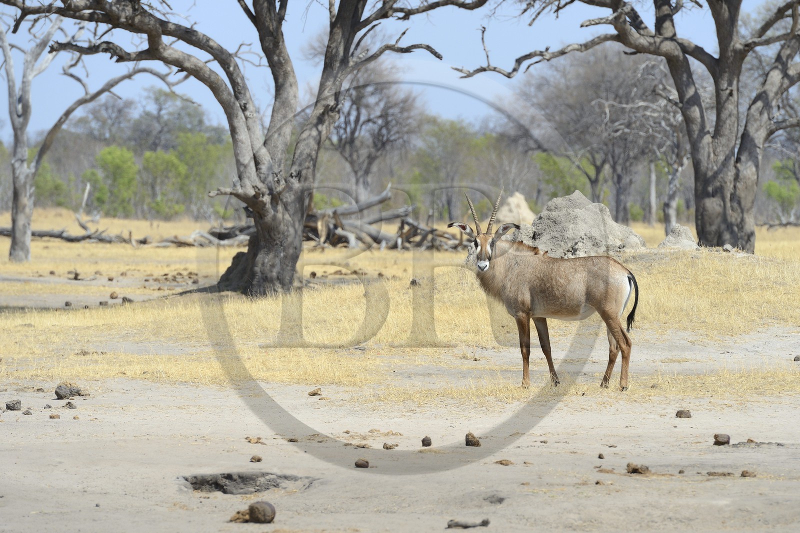 Zimbabwe, province de Matabeleland septentrional, parc national Hwange, antilope rouanne (Hippotragus equinus) ou antilope cheval