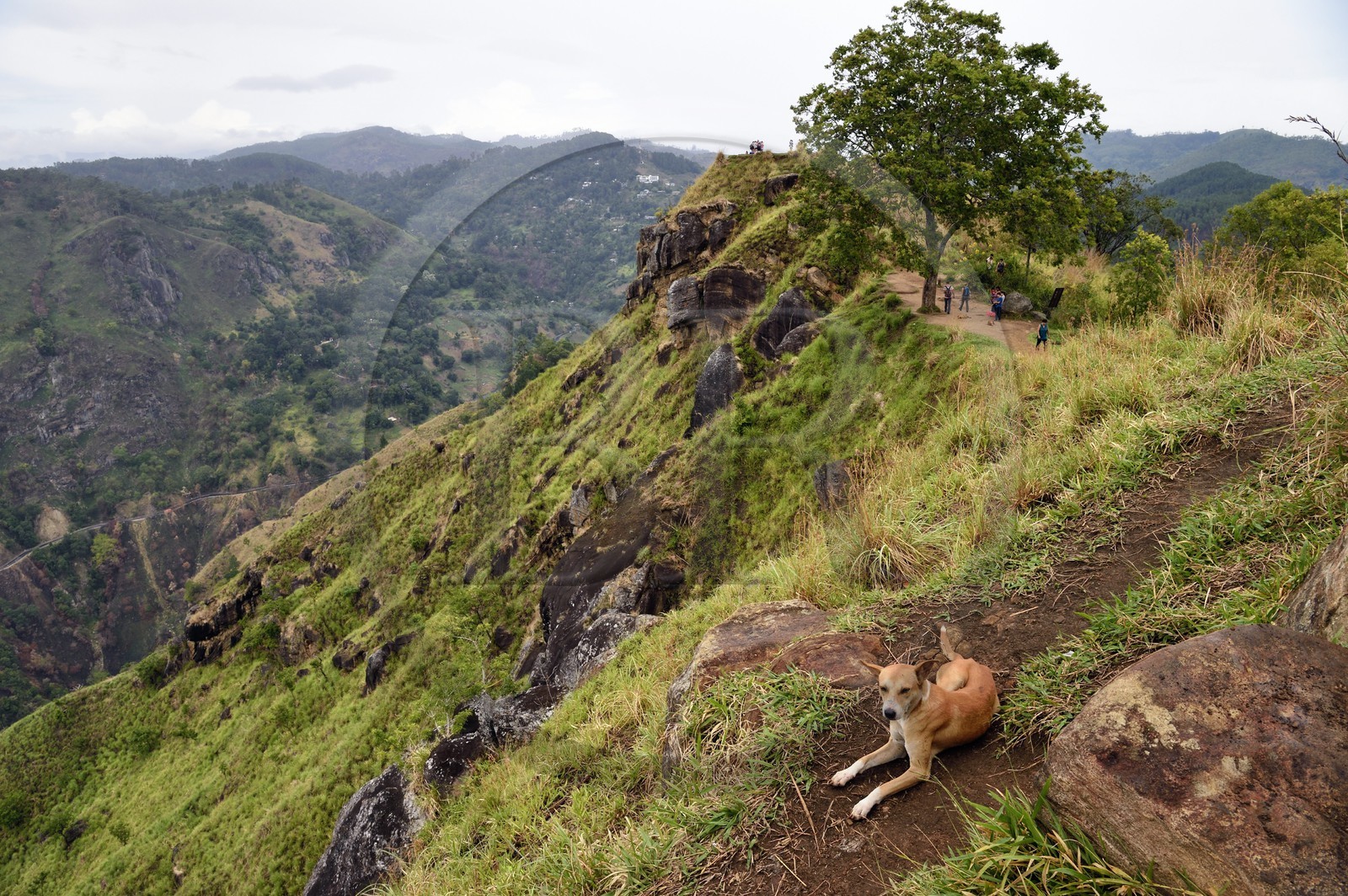 Sri Lanka, Province d'Uva, Ella, Petit Pic d'Adam (Little Adam's Peak), chien errant