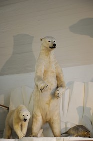 Norvège, Oslo, presqu'île de Bygdoy, musée du vaisseau polaire Fram (Frammuseet) de l'explorateur Fridtjof Nansen, ours blancs polaires Norway, Oslo, Bygdoy Peninsula, Frammuseet (Fram Polar Ship Museum) of Fridtjof Nansen explorer, white polar bears