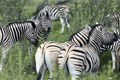 Namibie, région de Oshikoto, Parc National d'Etosha, zèbres de Burchell (Equus burchellii)