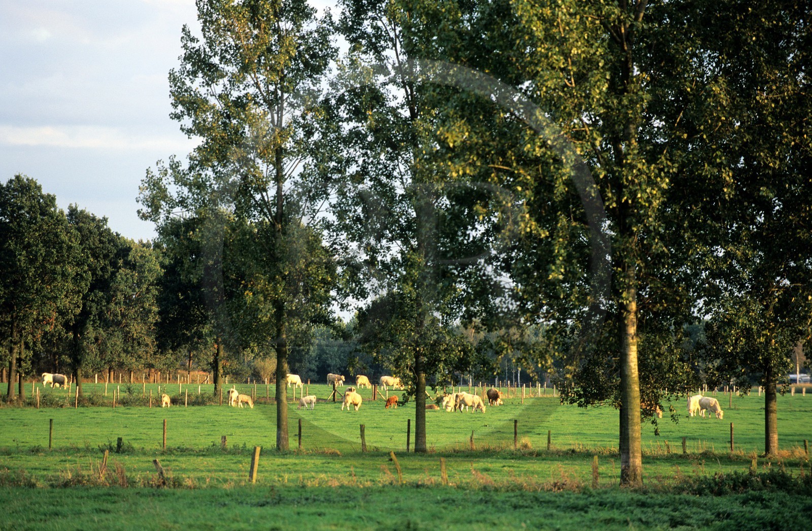 Belgique, Flandre, la campagne de la Campine anversoise