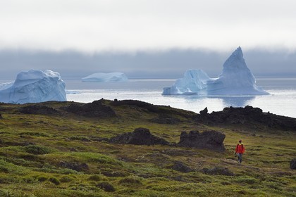 Groenland, cote ouest, Ile de Disko, baie du village de Qeqertarsuaq, randonneur marchant dans la toundra et icebergs en arrière plan