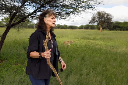 Namibie, Otjiwarongo, Cheetah Conservation Fund, centre de recherche et d'éducation, Dr Laurie Marker fondatrice et directrice exécutive du CCF fondé en 1990, guépard (Acinonyx jubatus)