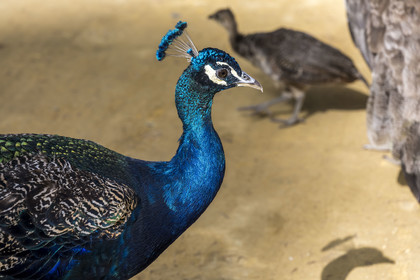 Spain, Andalusia, Seville, the Alcazar of Seville (Reales Alcazares de Sevilla), listed as World Heritage by UNESCO, peacock in the gardens