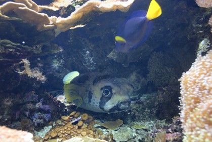 France, Finistère (29), Brest, Océanopolis, Poisson porc-épic à taches auréolées (diodon liturosus)