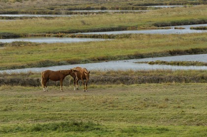 France, Charente-Maritime (17), citadelle de Brouage