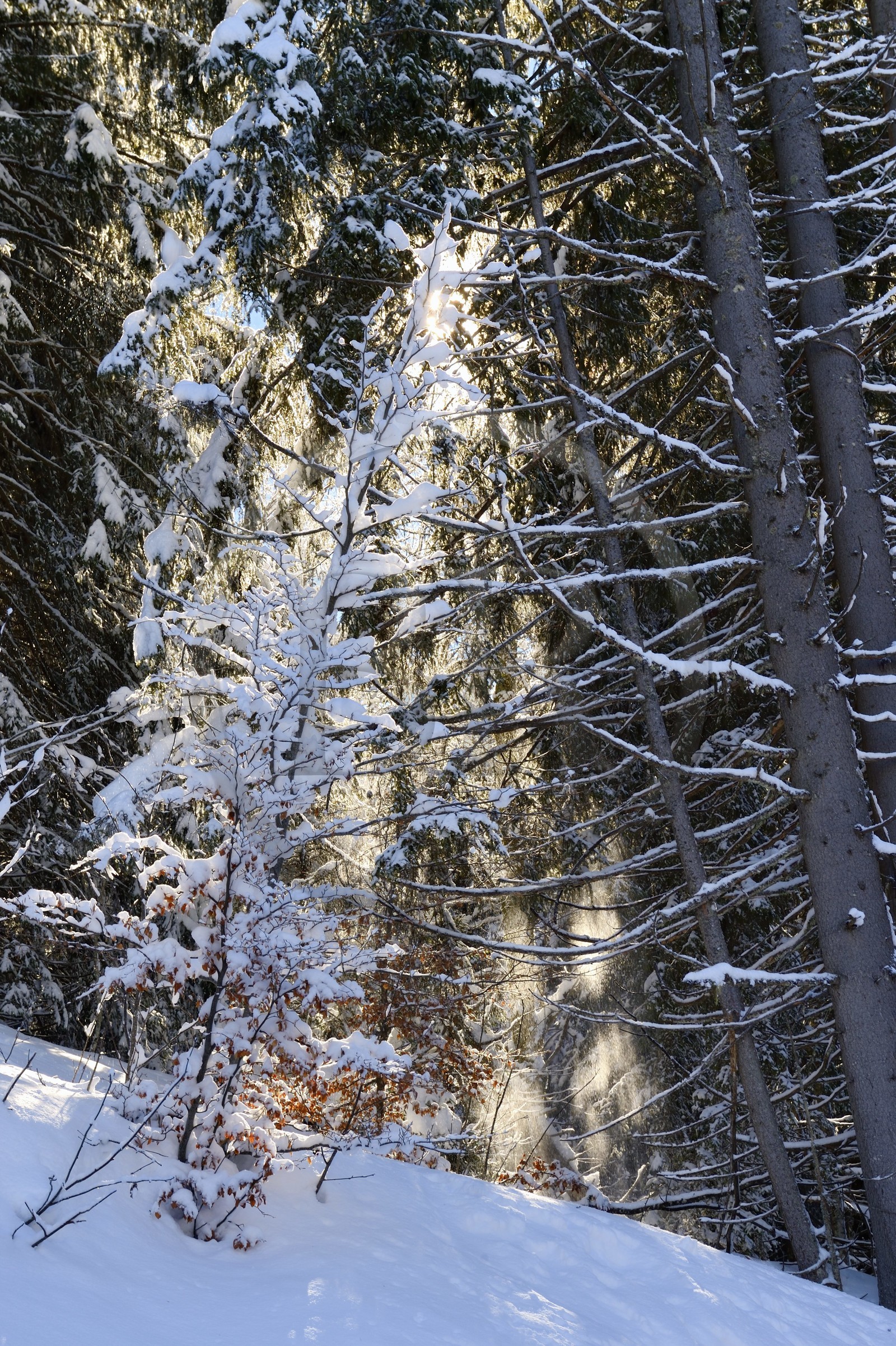 France, Haute-Savoie (74), Morzine, la vallée d'Aulps, massif du Chablais, domaine skiable des Portes du Soleil, la forêt enneigée sur le Pléney (1554m)