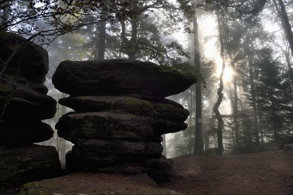 France, Bas Rhin, Mont Saint Odile, hike along the Pagan Wall, sandstone rock in the vestige of a wall probably from the Merovingian period with a total length of eleven kilometers