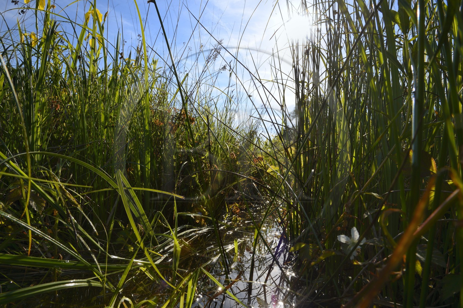 France, Bas Rhin, the Ried towards Herbsheim, the wet meadows