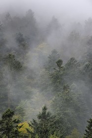 France, Haut-Rhin (68), Parc naturel régional des ballons des Vosges, Storckensohn, montagne de La Tête des Perches, forêt de hêtraie-sapinière