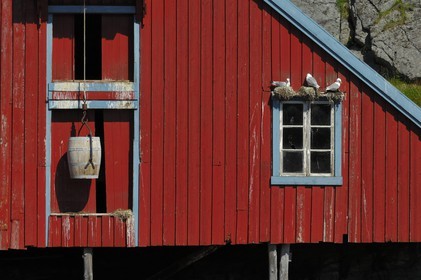 Norvège, Nordland, Iles Lofoten, Ile de Moskenes, maisons de pêcheurs (Rorbuer) au village de A (Å) et nids mouettes