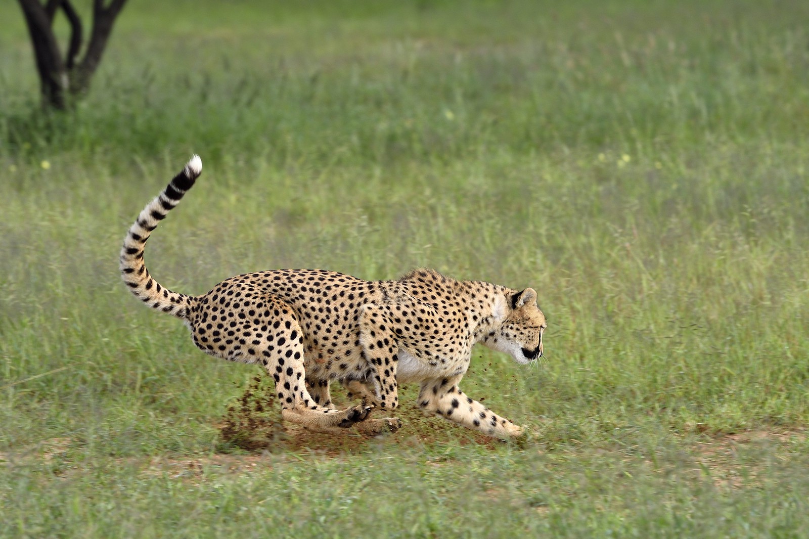 Namibia, Otjiwarongo, Cheetah Conservation Fund, research and education centre, cheetah (Acinonyx jubatus) chasing a lure to help give them exercise and keep them fit