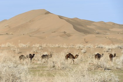 Iran, Isfahan province, Dasht-e Kavir desert, Mesr in Khur and Biabanak County, dromedaries (Camelus dromedarius) at the foot of sand dunes