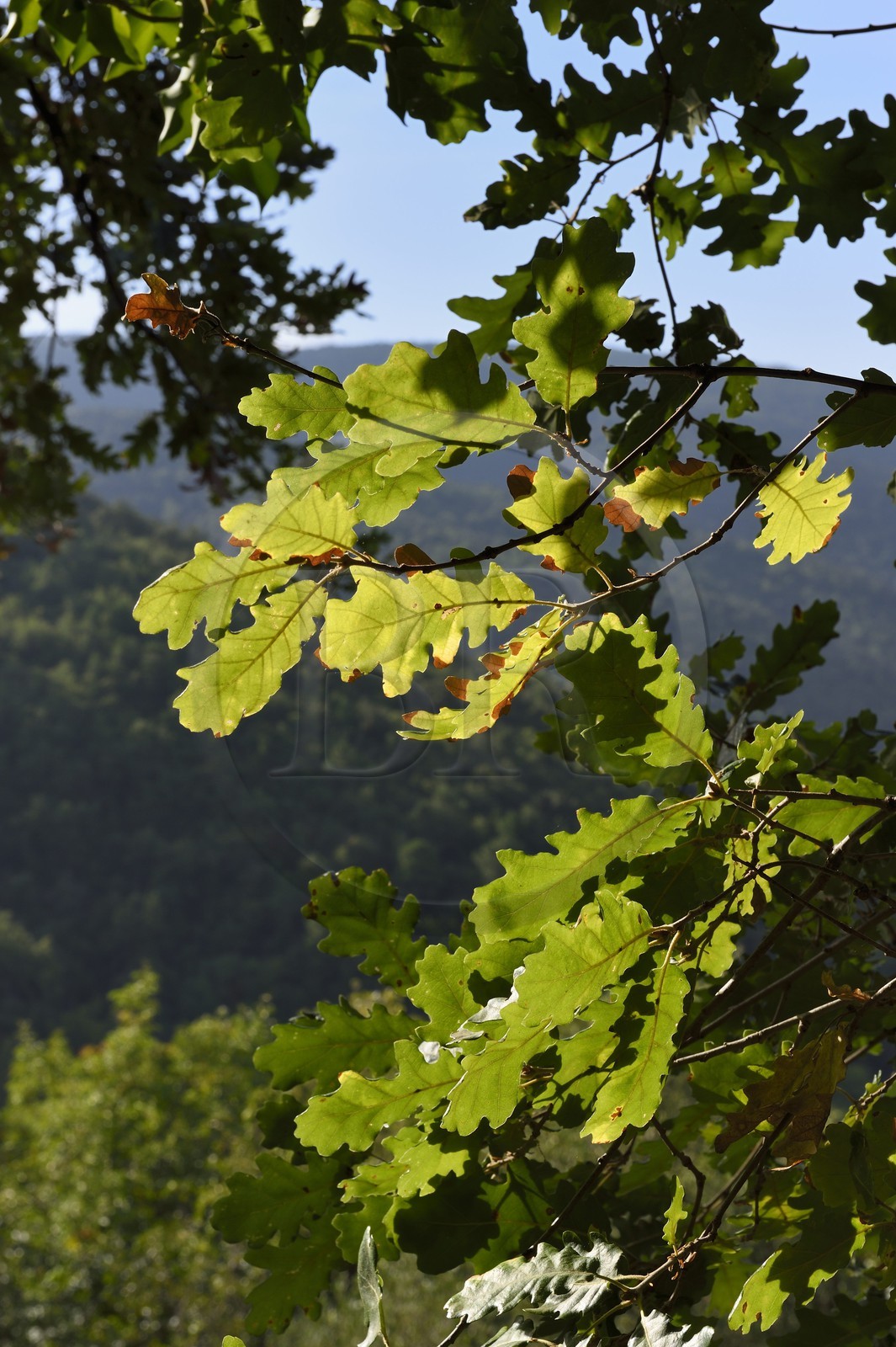 France, Var (83), Massif des Maures, Collobrières, feuille du chêne