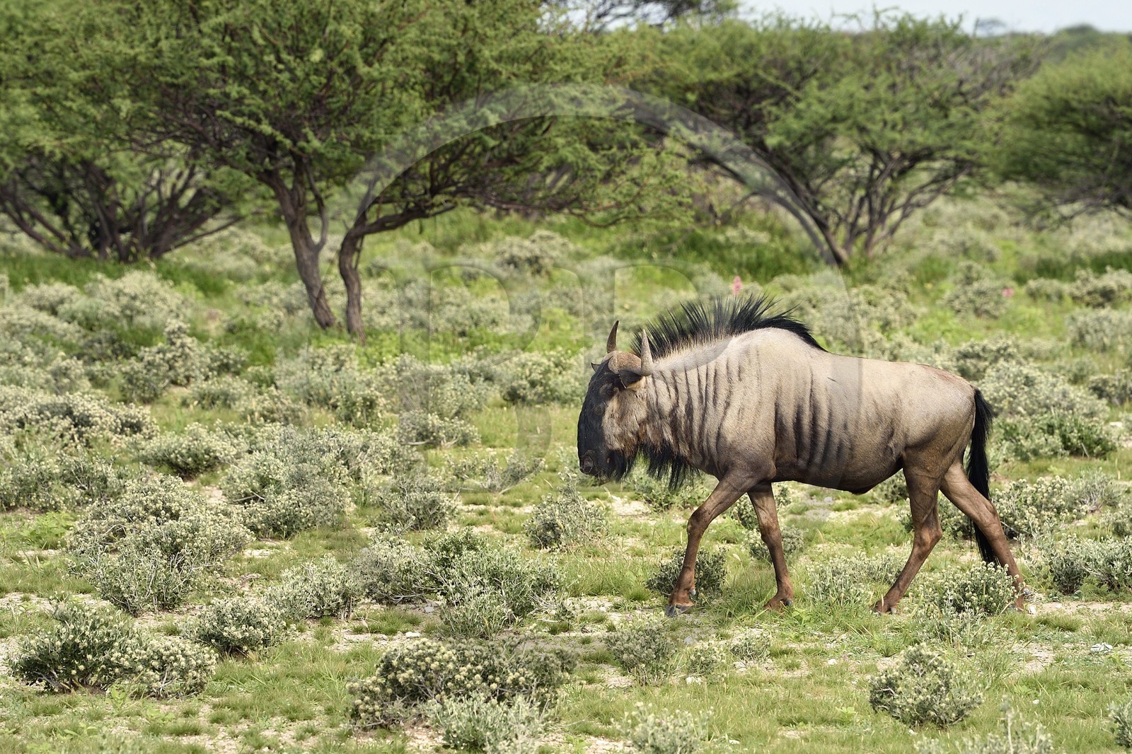 Namibie, région de Oshikoto, Parc National d'Etosha, Gnou à barbe (Connochaetes taurinus)