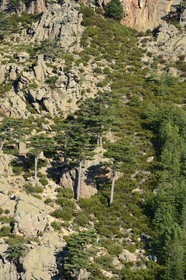 France, Corse-du-Sud (2A), Alta Rocca, Aiguilles de Bavella, randonneurs sur la variante alpine de l'étape du GR 20