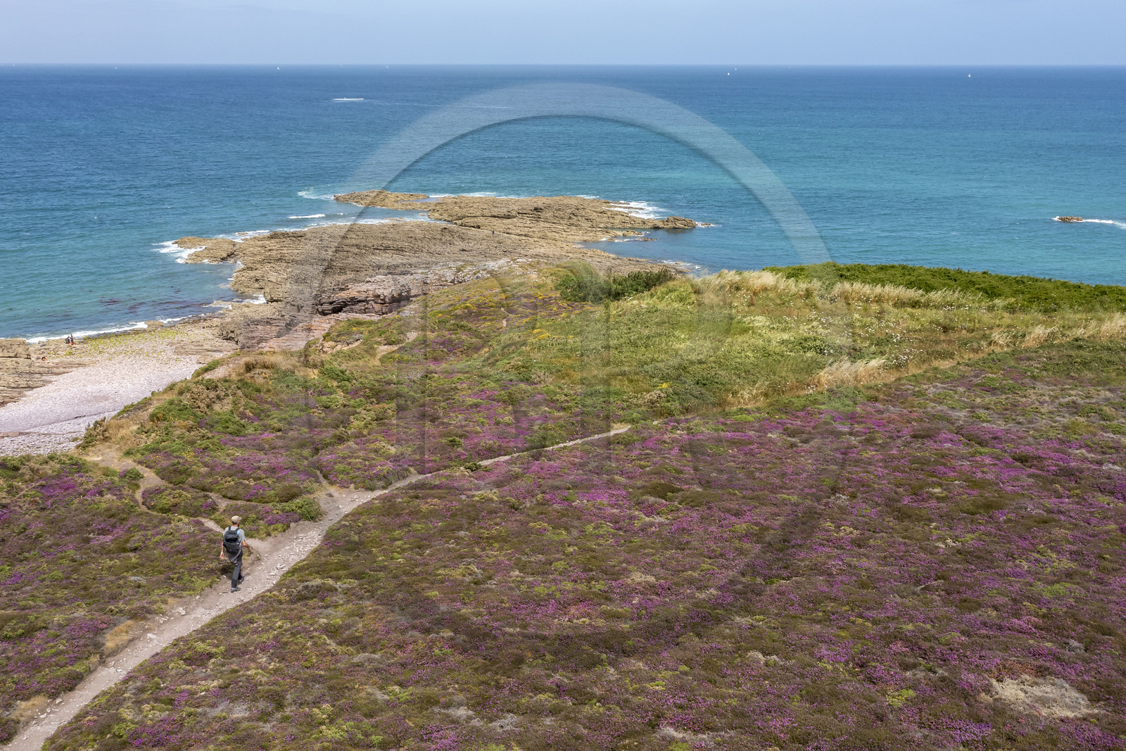 France, Côtes d'Armor (22), Grand Site de France Cap d'Erquy – Cap Fréhel, Fréhel, la bruyère cendrée est très présente dans la lande que traverse le chemin de Grande Randonnée GR34 (vue aérienne)