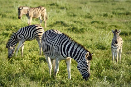 Namibia, Oshikoto region, Etosha National Park, Burchell's zebras (Equus burchellii)