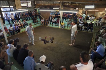 France, Ile de la Reunion, Petit Tampon, combat de coqs dans le Rond de Coq