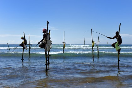 Sri Lanka, Southern Province, Galle district, Midigama beach, Pole Fishermen or Stilt Fishermen ply their trade along the Galle coastline