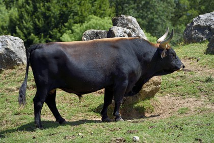 France, Dordogne (24), Perigord Noir, vallée de la Vézère, Thonac, Le Thot, espace Cro-Magnon, aurochs de Heck (ou aurochs reconstitué) mâle