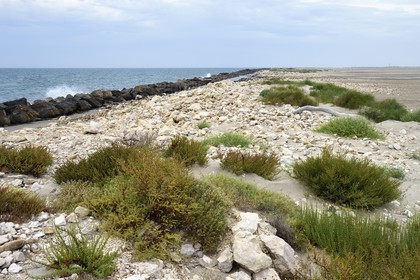 France, Bouches-du-Rhône (13), Parc naturel régional de Camargue, la grande digue frontale en bordure de mer