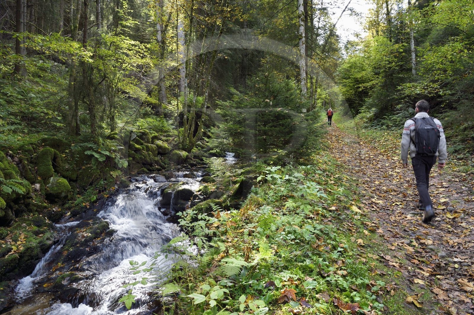 France, Vosges (88), Le Valtin, randonnée dans la vallée du Valtin dans la haute-vallée de la Meurthe sur le sentier des panoramas du Valtin