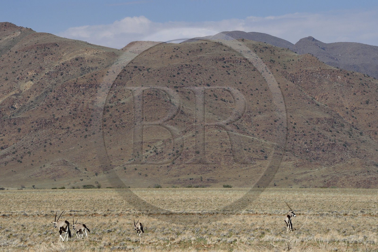 Namibie, région de Hardap, désert du Namib à l'Est du parc national Namib Naukluft dans la chaine de montagnes de Zaris, oryx gazelle ou gemsbok (Oryx gazella)
