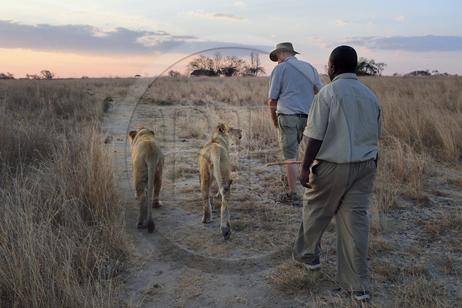 Zimbabwe, Midlands Province, Gweru, Antelope Park home to ALERT (African Lion and Environmental Research Trust), lion walk through the bush, the managing director Gary Jones with a guide - handler