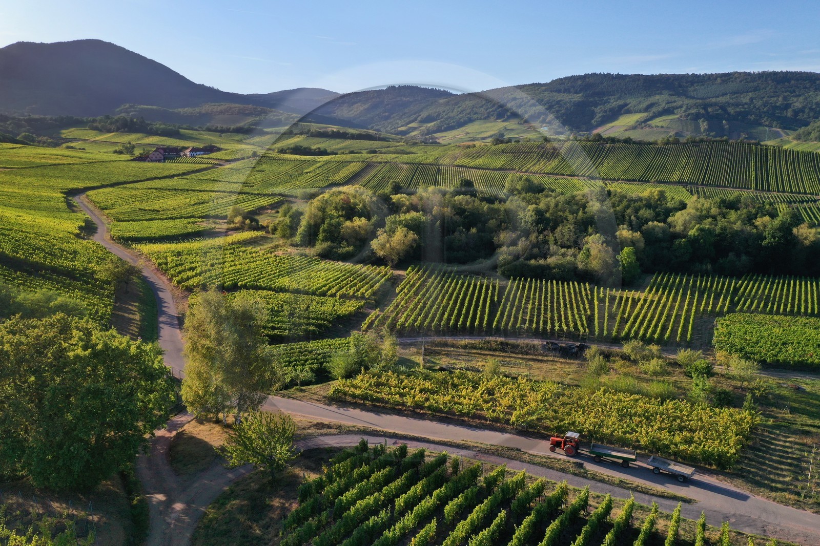 France, Bas-Rhin (67), Route des vins d'Alsace, Nothalten, vignoble du grand cru Muenchberg (vue a