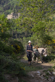 France, Haute-Loire (43), Goudet, Beaufort castle built around 1200 overlooks the Loire Valley, hiking with a donkey on the Robert Louis Stevenson Trail (GR 70), randonnée avec un âne sur le chemin de Stevenson (GR 70) et le chateau de Beaufort en arrière plan