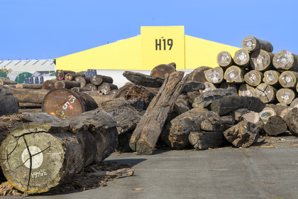 France, Charente-Maritime (17), La Rochelle, le Port Atlantique La Rochelle, port de commerce La Pallice, 1er port européen pour l'importation de grumes et 1er port français pour l'importation de produits forestiers, zone stockage des grumes