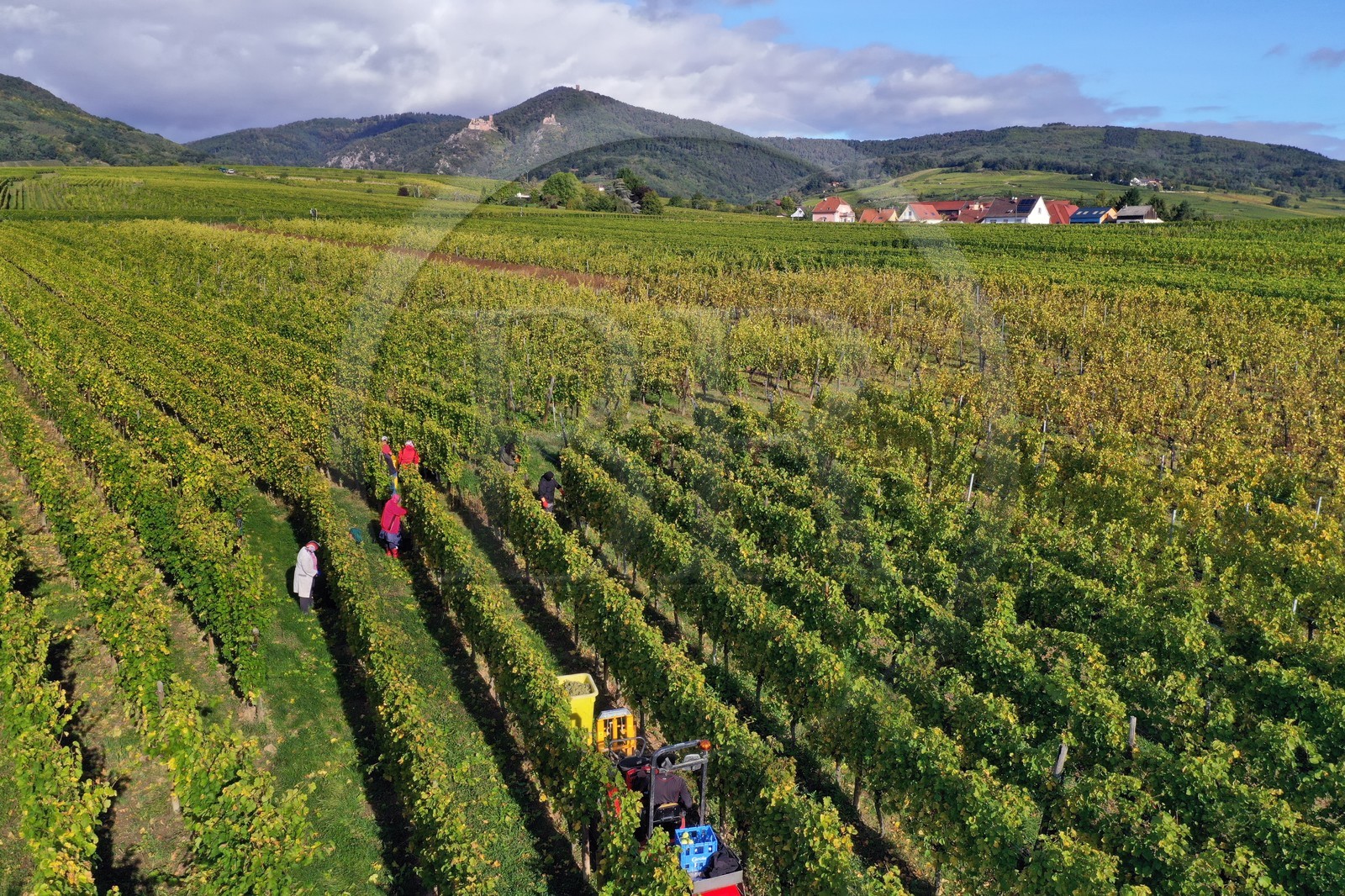 France, Haut-Rhin (68), Route des vins d'Alsace, Ribeauvill