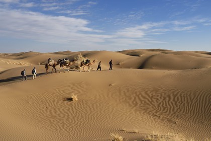 Iran, Province d'Ispahan, désert du Dasht-e Kavir, Mesr dans la région de Khur et Biabanak, caravane de dromadaires dans les dunes du lieu dit de Kuh e-Sefid lors d'une randonnée chamelière